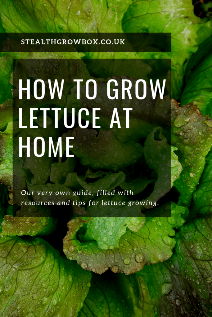 Grow lettuce at home